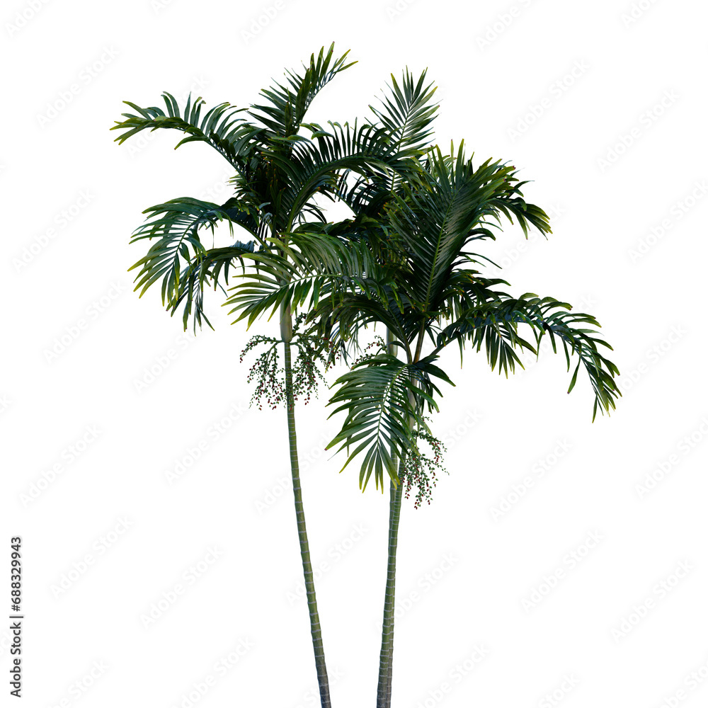 Fototapeta premium Isolated tree on a transparent background. Single tree isolated on a white background.