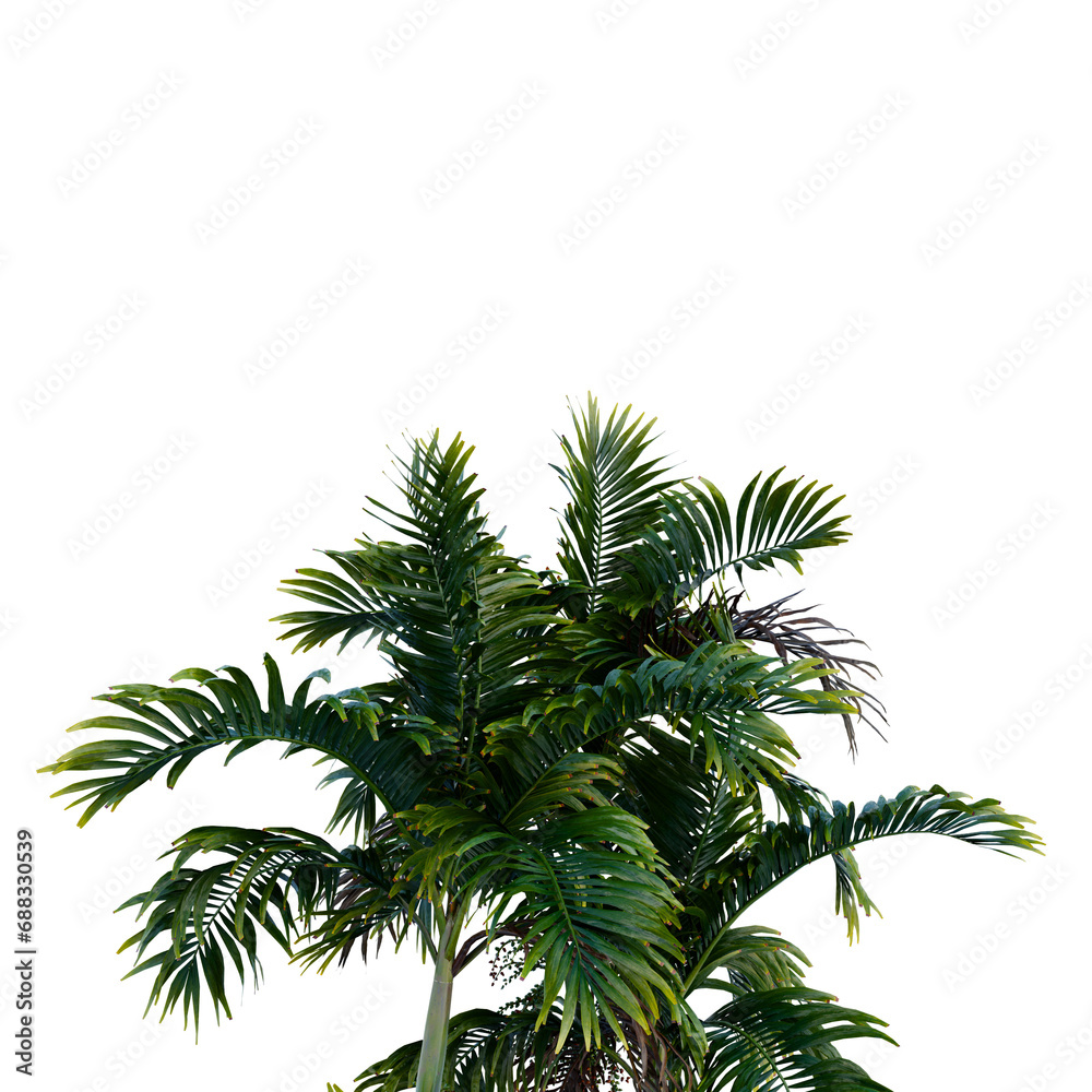 Isolated tree on a transparent background. Single tree isolated on a white background. Isolated tree on a transparent background. Single tree isolated on a white background.