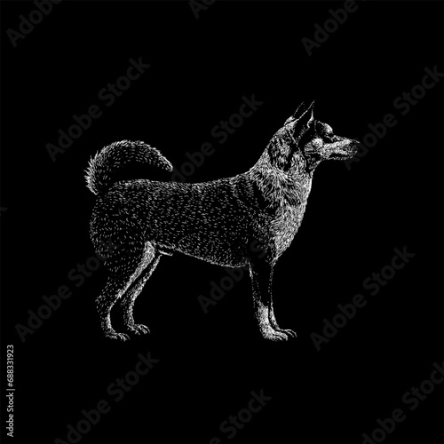 Norwegian Lundehund hand drawing vector isolated on black background.