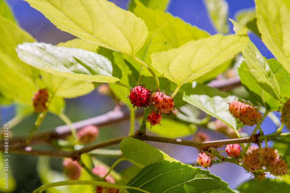 fruit known as blackberry outdoors in Rio de Janeiro. fruit known as blackberry outdoors in Rio de Janeiro.
