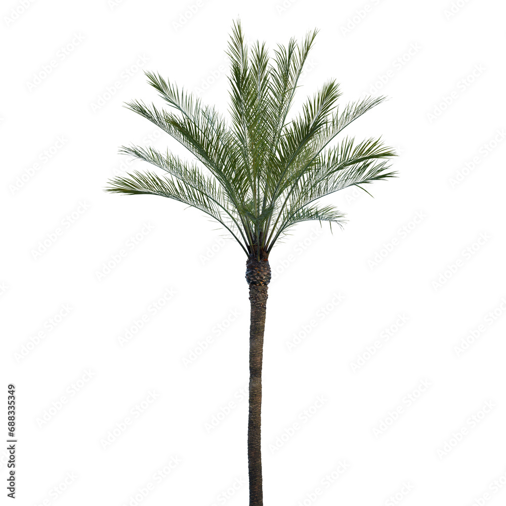 Isolated tree on a transparent background. Single tree isolated on a white background. Isolated tree on a transparent background. Single tree isolated on a white background.