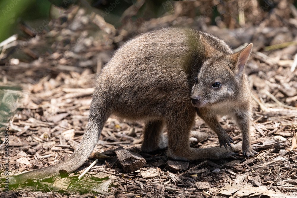 Captive Australian Endangered Parma Wallaby joey Captive Australian Endangered Parma Wallaby joey