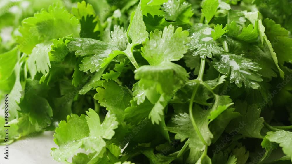Cilantro parsley cutting by knife close up, chef chop cut coriander aromatic, traditional asian and Mexican cuisine herb studio shot. Cilantro parsley cutting by knife close up, chef chop cut coriander aromatic, traditional asian and Mexican cuisine herb studio shot.