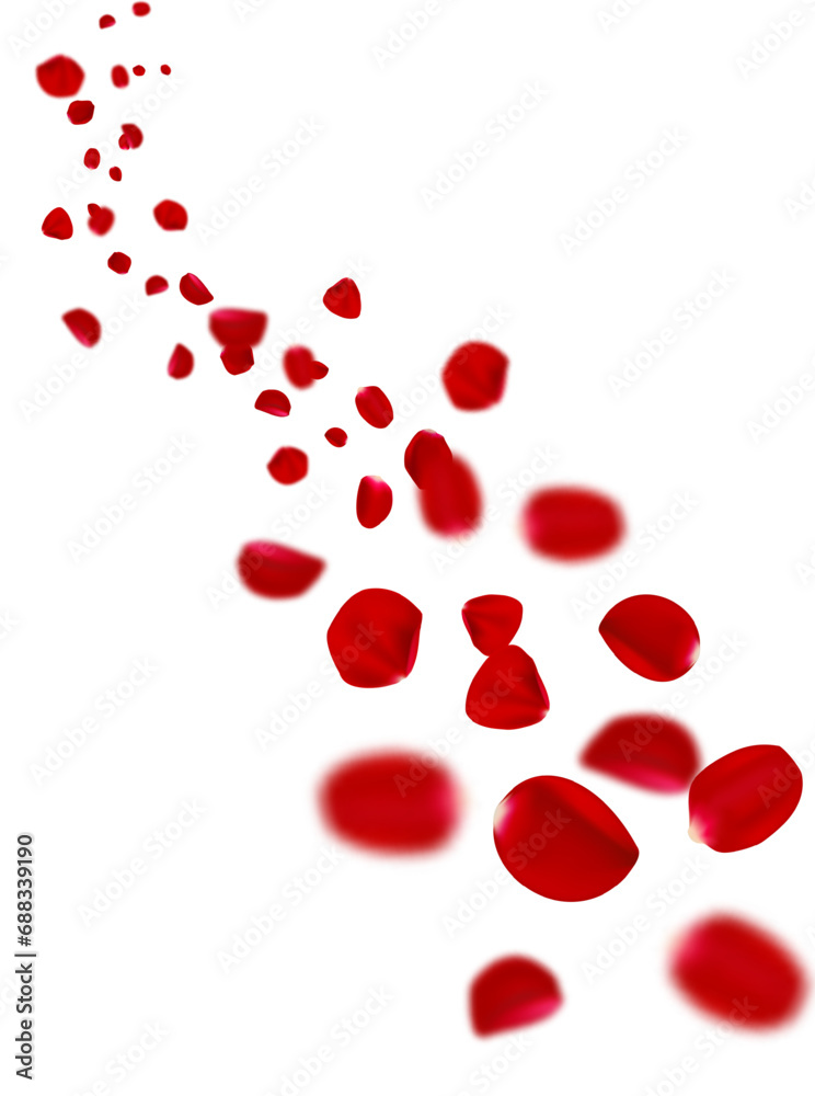 Realistic flying red rose petals on white background.
