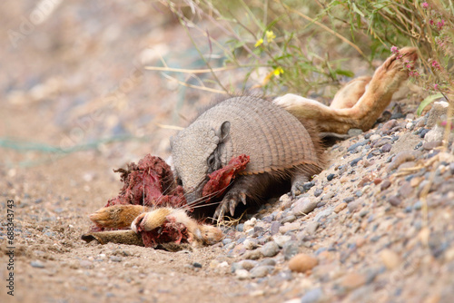 Φωτογραφία Armadillo eating carrion