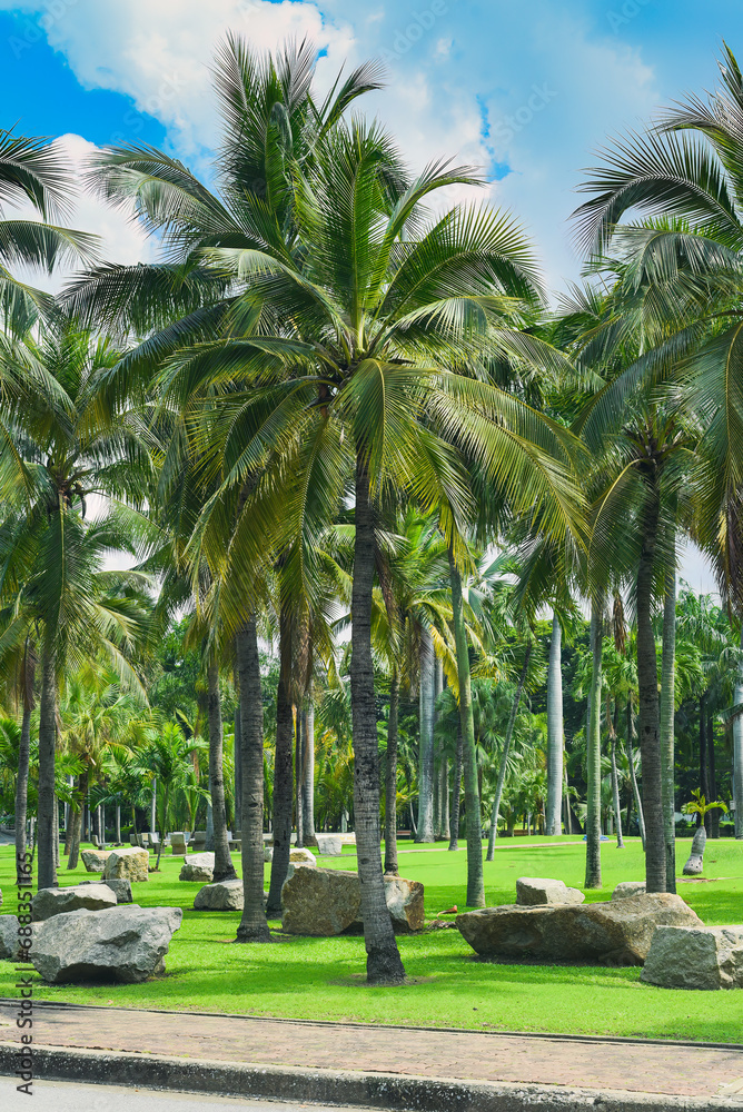 Many palm trees in Lumphini park in Thailand Many palm trees in Lumphini park in Thailand