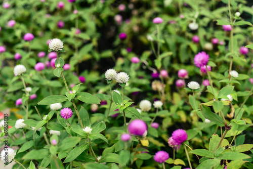 Gomphrena globosa, commonly known as globe amaranth growing in Thailan