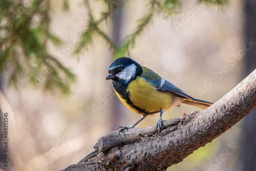 Cute bird Great tit, songbird sitting on the branch with blurred background