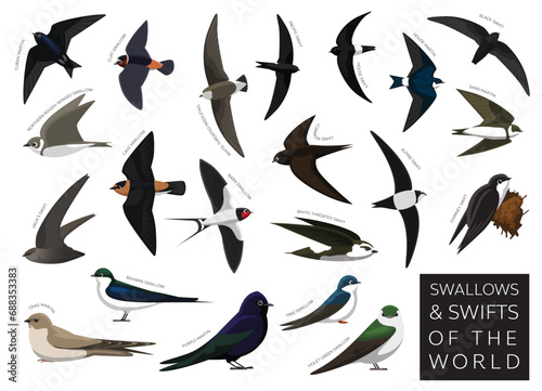 Swallows and Swifts of the World Set Cartoon Vector Character photo