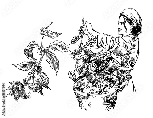 Arabica Robusta Coffee of ink drawing sketch for packaging, label, poster, art print, menu, cover, name card, post card, banner, promotion, brochure