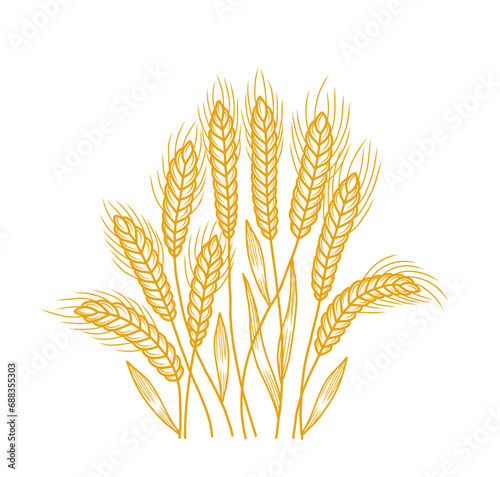 Spikelet of wheat ears bunch. Hand drawn vector sketch.