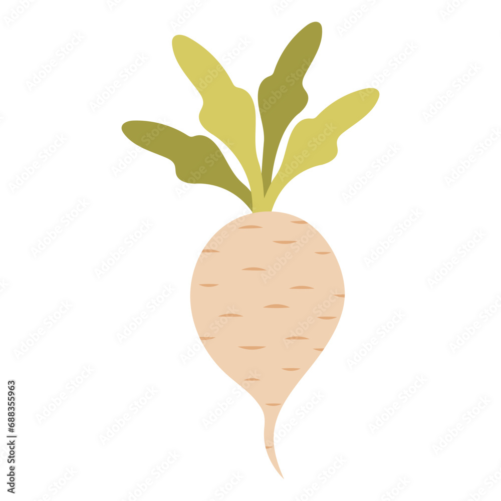 White beet illustration. Sugar beet cartoon vector illustration isolated on white background. White beet illustration. Sugar beet cartoon vector illustration isolated on white background.
