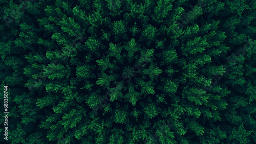 Green mandala. Foliage kaleidoscope. Tree crowns leaves texture round symmetrical graphic ornament on dark black abstract illustration background. photo