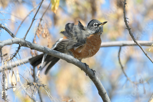 American Robin air-drying feathers after a bath photo