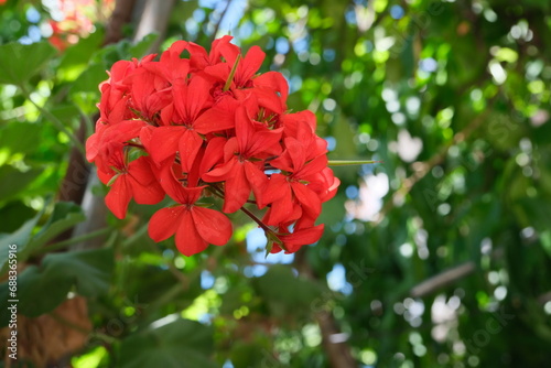 Bild auf Leinwand Red geranium flower growing in the street, close-up, without people, Buenos Aire