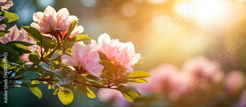 The blooming flowers are gorgeous with green nature and a shining sun.