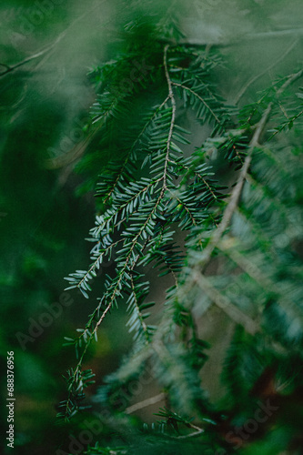 eastern hemlock tree leaves in autumn rich greens