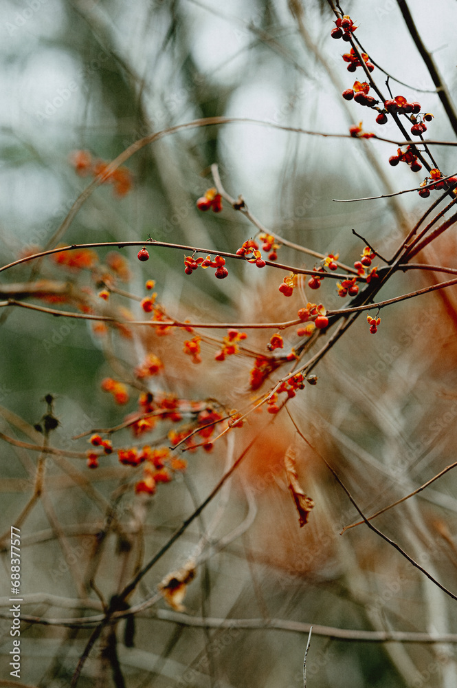 red berries on cold autumn branches with green background red berries on cold autumn branches with green background