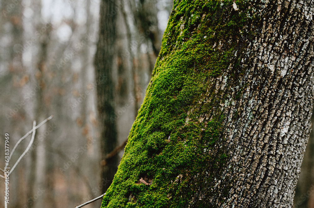 Obraz premium green moss on tree