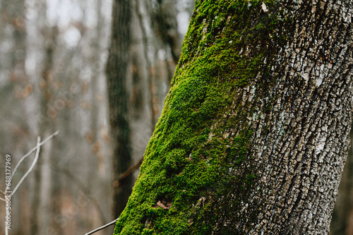 green moss on tree