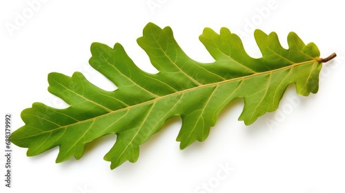 green oak leaves on a white background