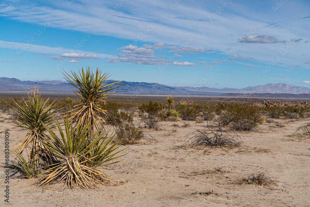 Joshua tree national park. CA, USA Joshua tree national park. CA, USA