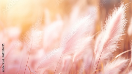 Soft focus. Cortaderia selloana. Pampas grass with sunshine. Cortaderia argentea. Abstract natural background with ornamental cereals. Pink Pampas grass. Abstract background of soft plants