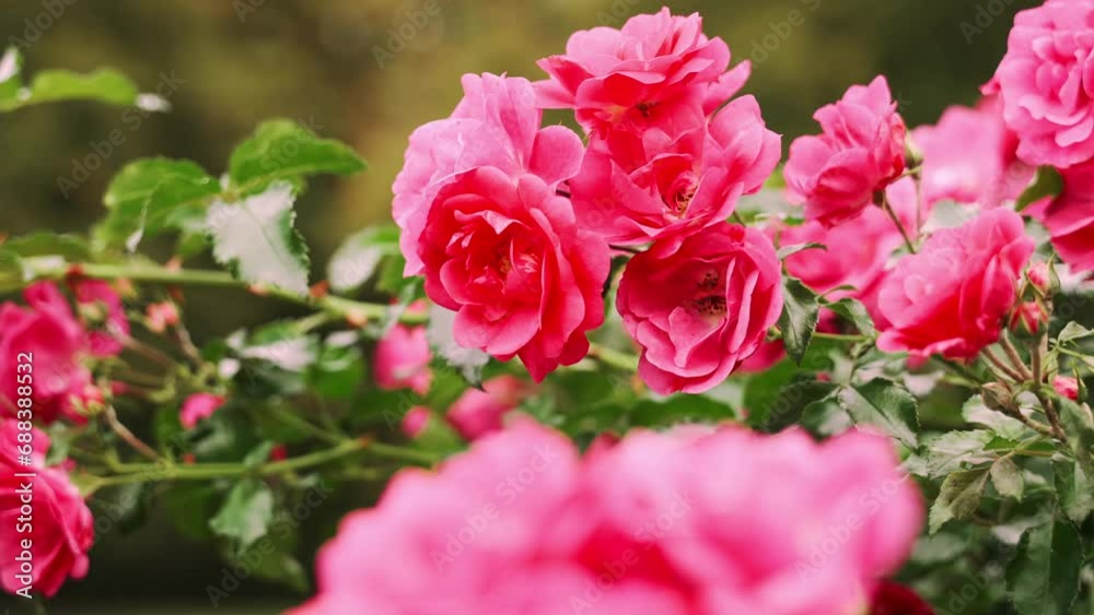 Close-up view of pink rose blossom. Beautiful and fresh Close-up view of pink rose blossom. Beautiful and fresh