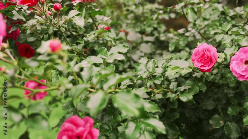 Close-up view of pink rose blossom. Beautiful and fresh Close-up view of pink rose blossom. Beautiful and fresh