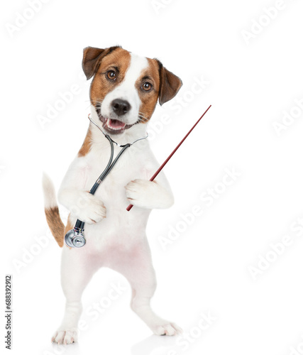 Smart jack russell terrier puppy with stethoscope on his neck pointing away. isolated on white background © Ermolaev Alexandr