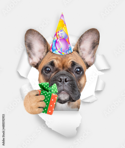 French bulldog puppy wearing party cap looking through the hole in white paper and holds gift box © Ermolaev Alexandr