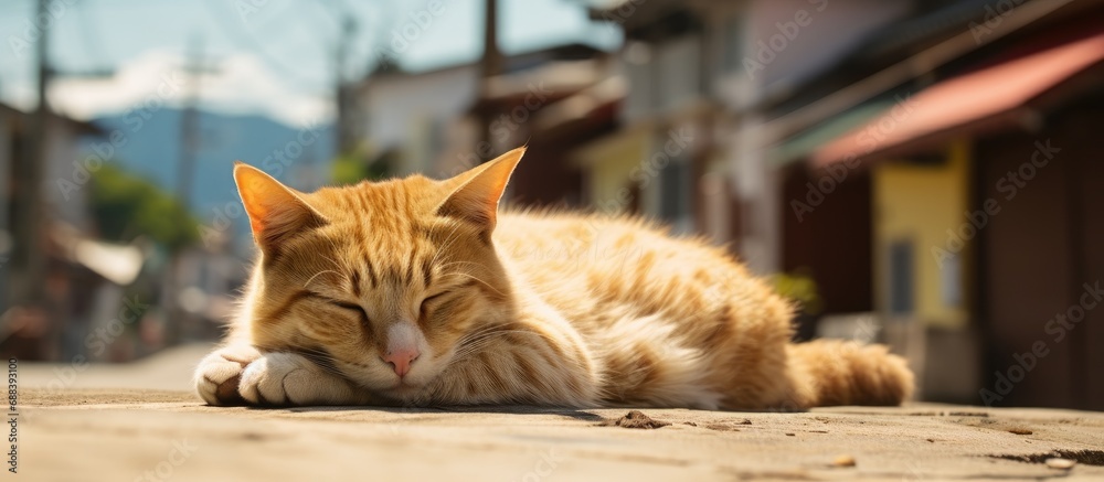 Stray cat naps on Ogijima street. Stray cat naps on Ogijima street.