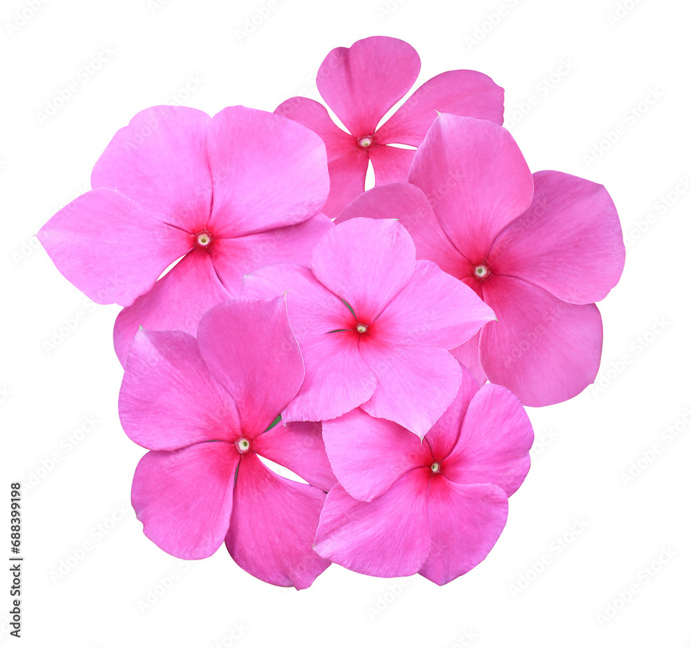 Madagascar periwinkle or Vinca or Old maid or Cayenne jasmine or Rose periwinkle flower. Close up pink flower bunch isolated on transparent background. Madagascar periwinkle or Vinca or Old maid or Cayenne jasmine or Rose periwinkle flower. Close up pink flower bunch isolated on transparent background.