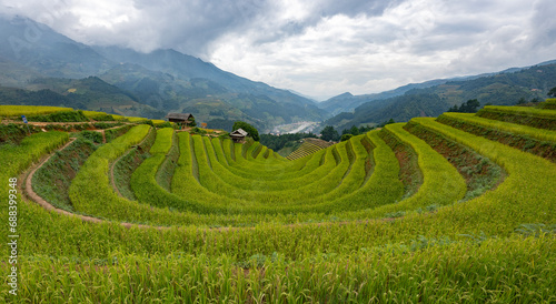 Landscape with green and yellow rice terraced fields and cloudy sky near Yen Bai province, North-Vietnam 