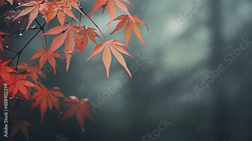 red japanese maple autumn rainy weather on gray blurred background photo