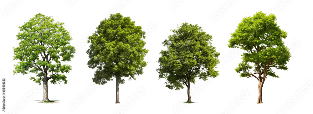 Collection of PNG. Tree isolated on a transparent background.