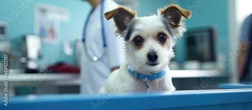 Vet clinic visit: small dog checked by doctor at reception, with image of dog on operating table. photo