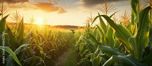 Sunset illuminates a garden with young corn. photo