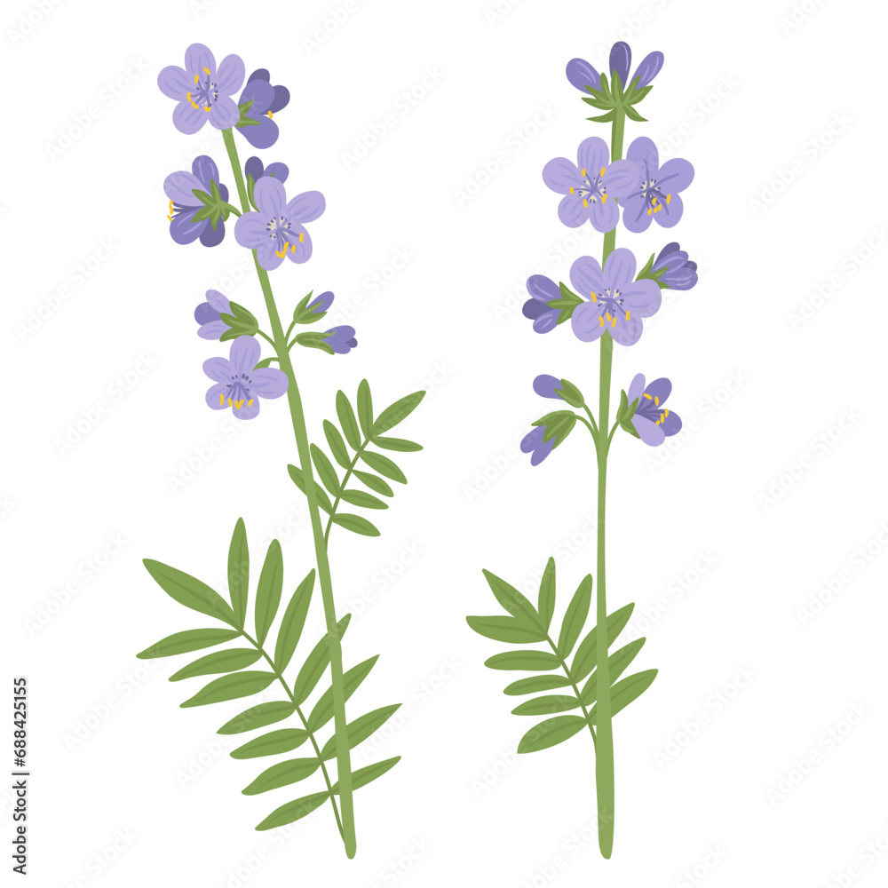 Greek valerian, Jacob's-ladder flowers, vector drawing wild plants at white background, Polemonium caeruleum, floral elements, hand drawn botanical illustration