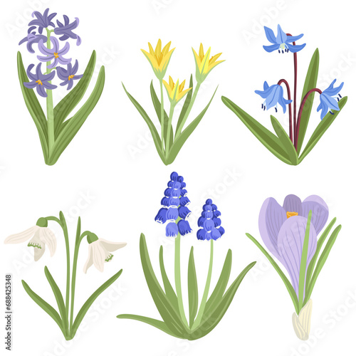 hyacinth, scilla and daffodils, snowdrop, muscari and crocus,, spring flowers, vector drawing wild plants at white background, floral elements, hand drawn botanical illustration photo