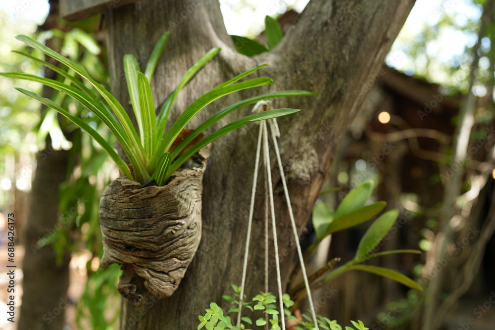 Ornamental plants in the garden Ornamental plants in the garden