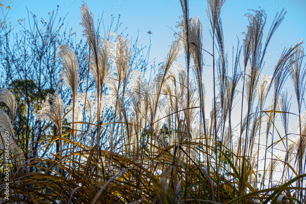 Fototapeta premium 陽が当たって透明感増すススキの葉