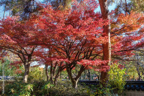 紅葉真っ盛り楓の木