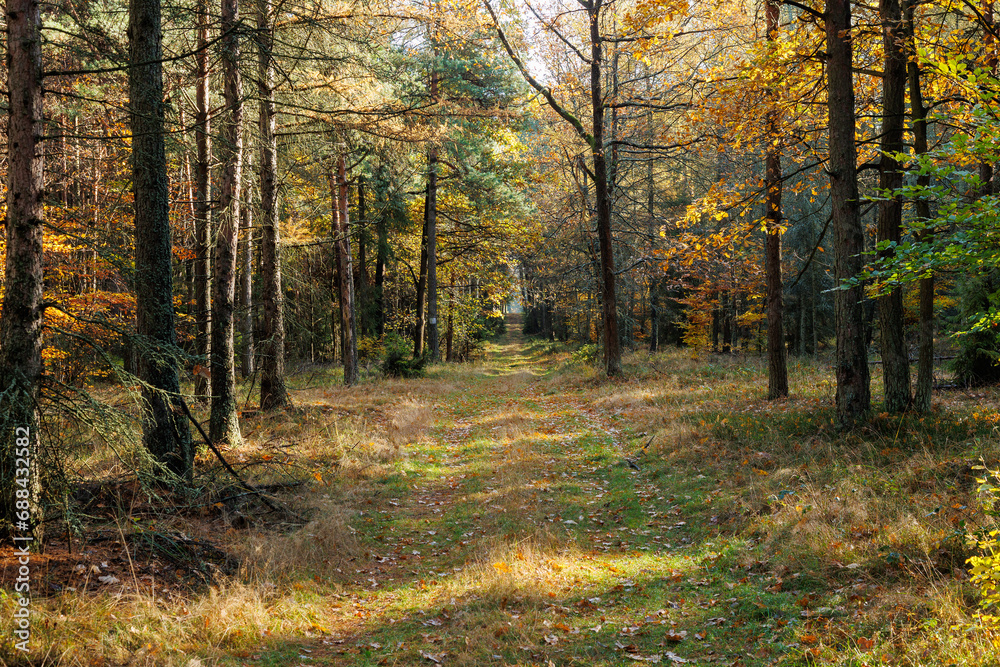 Obraz premium Autumn 