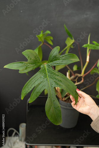 Philodendron on a black background and a woman's hand