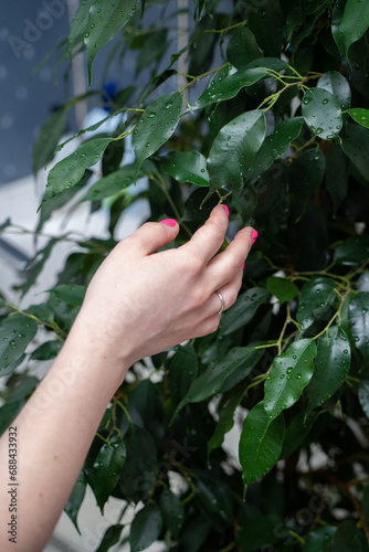 Hand and wet leaf of ficus benjamin after spraying