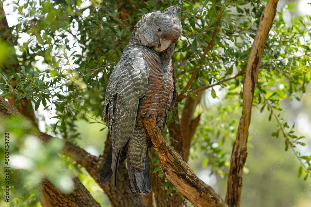 Obraz premium Female gang-gang cockatoo (Callocephalon fimbriatum) perched in a tree, Victoria