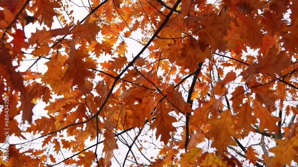 Close up of autumn leaves  in an autumn park. Maple leaves against a autumn sky 
