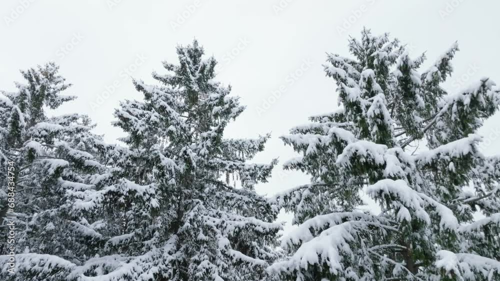 Forward shot passes through tree branches covered with snow in winter Forward shot passes through tree branches covered with snow in winter