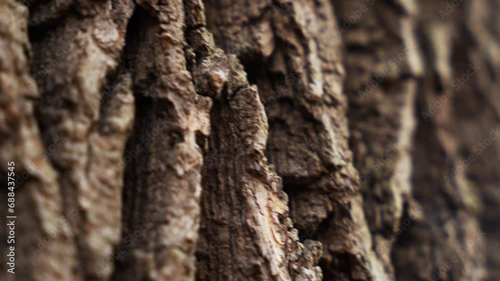 Texture of tree trunk in the forest Close up of texture of an old oak tree bark.
